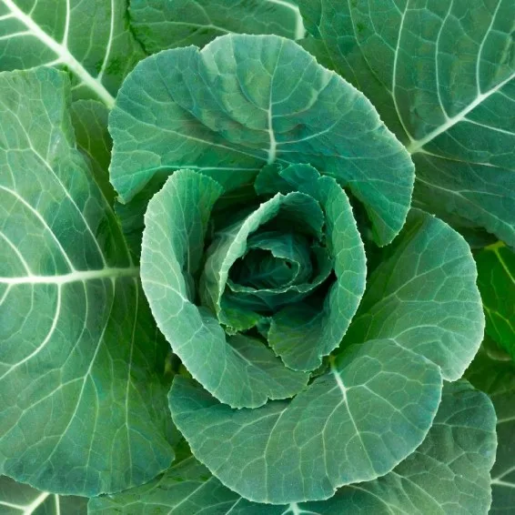 Collards, Morris Heading 50 lbs - Image 2