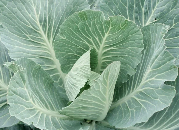 Collards, Morris Heading 50 lbs