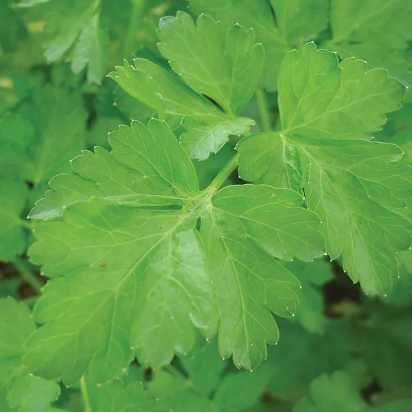 Coriander 1lb