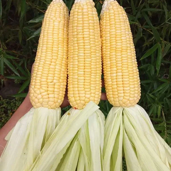 Corn, Illini Xtra Sweet 1/2lb - Image 2