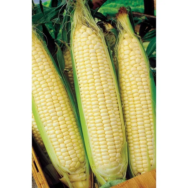 Corn, White Truckers Favorite O.P.