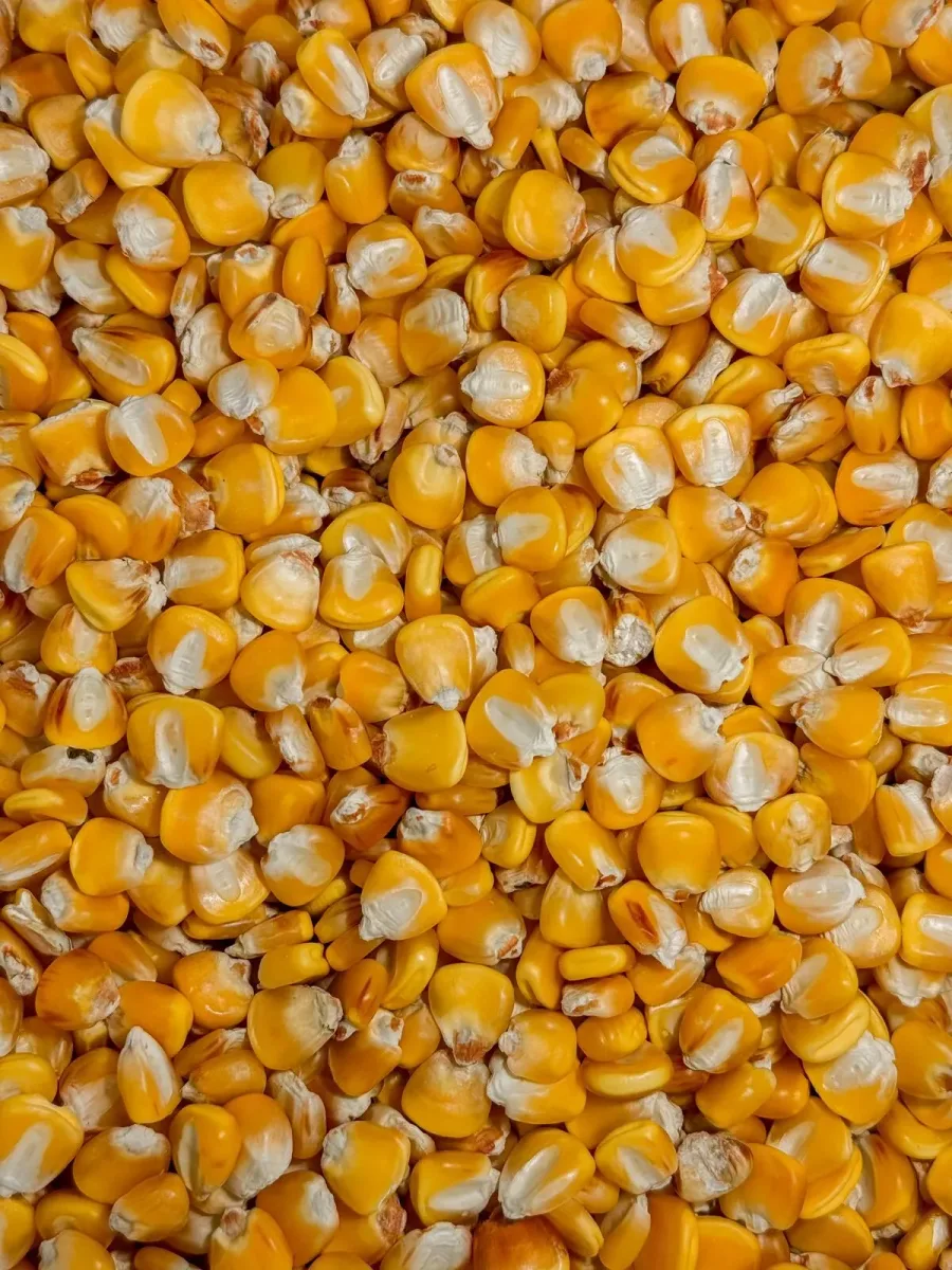 Corn, Yellow Hickory King 1lb - Image 2