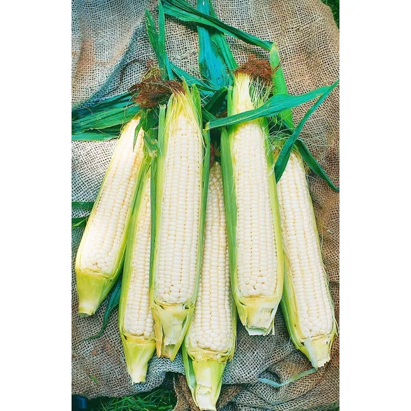 Corn, Yellow Hickory King 1lb
