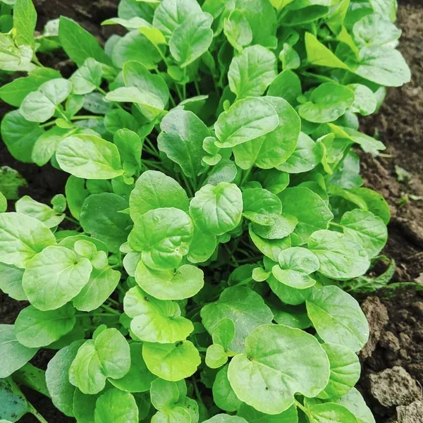 Cress, Upland 1/2oz - Image 2