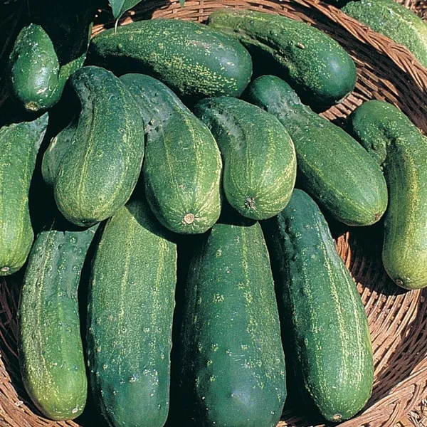 Cucumber, Boston Pickling 1/2oz