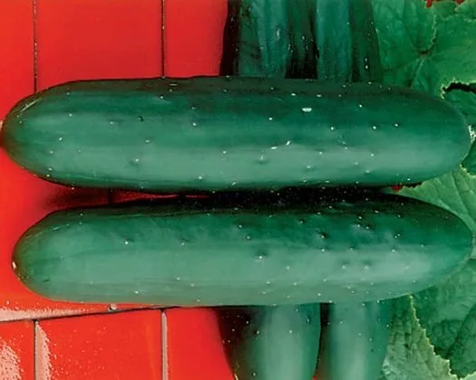 Cucumber, Dasher II 1/2oz
