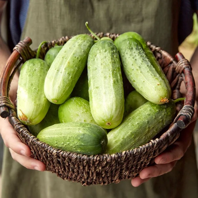Cucumber, Pick A Bushel 5000 Seed Count - Image 2