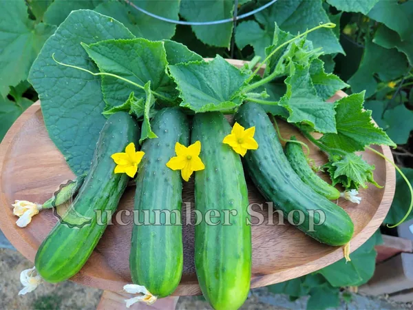 Cucumber, Poinsett 76 1lb