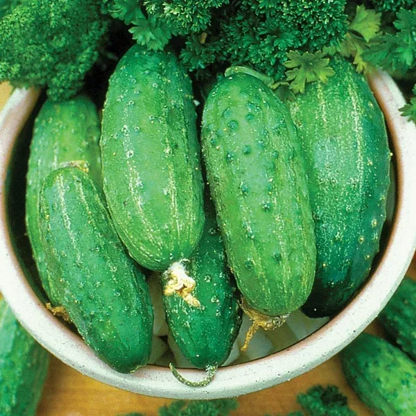 Cucumber, Smr58 1lb - Image 2