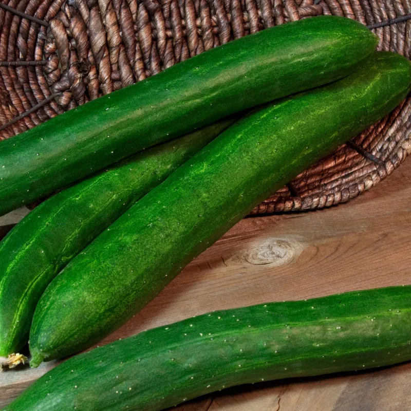 Cucumber, Tasty Green/ Burpless #26 Untreated 1000 Seed Count - Image 2