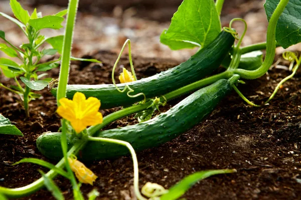 Cucumber, Tasty Green/ Burpless #26 Untreated 1000 Seed Count