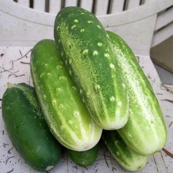 Cucumber, White Spine 1/2oz - Image 2