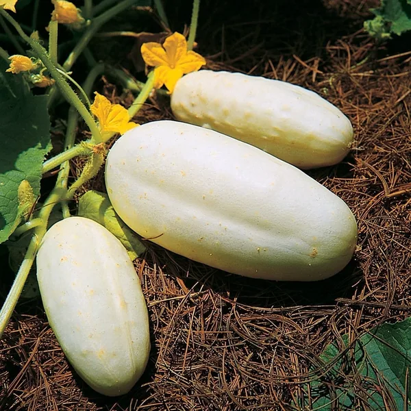 Cucumber, White Wonder 1/2oz