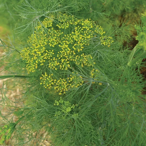 Dill, Long Island 1oz