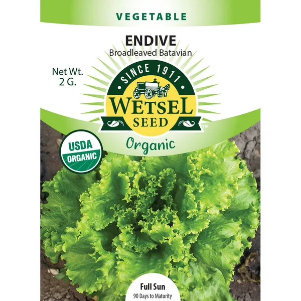 Endive, Broad Leaf Batavian 4 Grams - Image 2