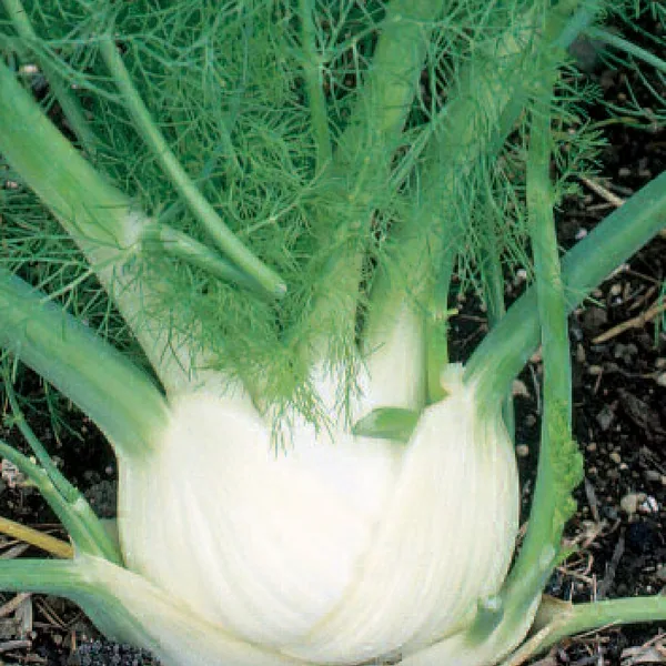 Fennel, Sweet oz