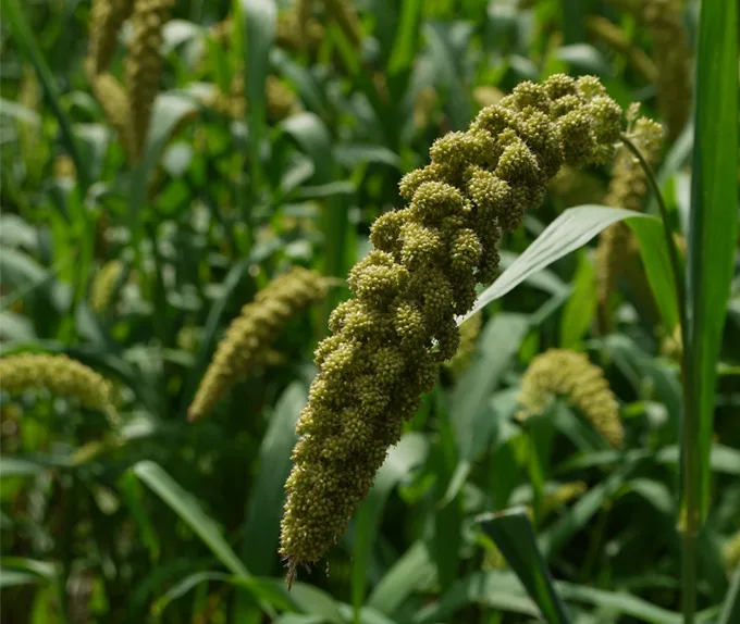 German Foxtail Millet-Strain R 50 lbs - Image 2