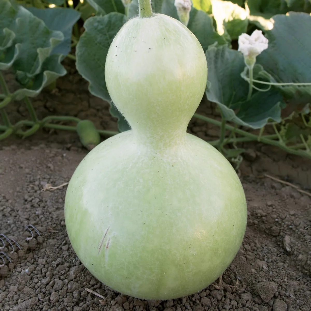 Gourds, Birdhouse - 1lb - Image 2