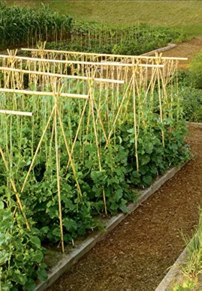 GROW!T 3' Bamboo Stakes, Natural, pack of 25 - Image 2