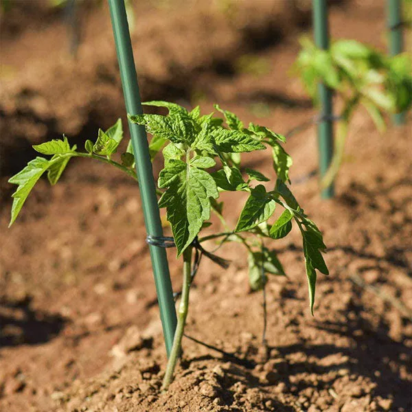 Grow1 3ft Steel Stake Plant Supports - Green 5/16" 20pcs - Image 2