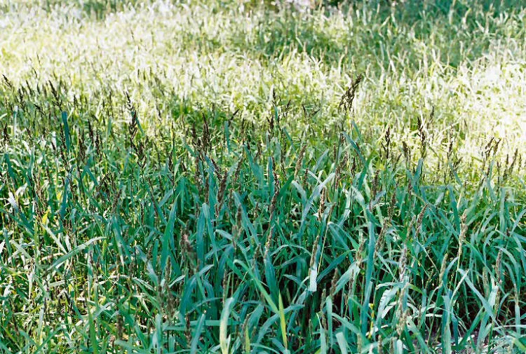 Japanese Millet 50 lbs - Image 2