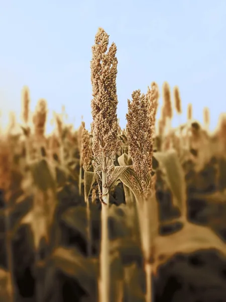 Japanese Millet 50 lbs
