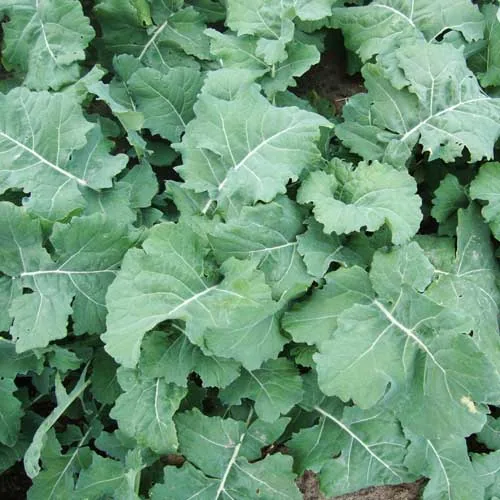 Kale, Hanover Salad