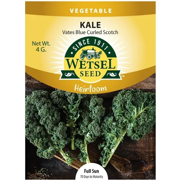 Kale, Heirloom Vates Blue Curled 4 Grams - Image 2