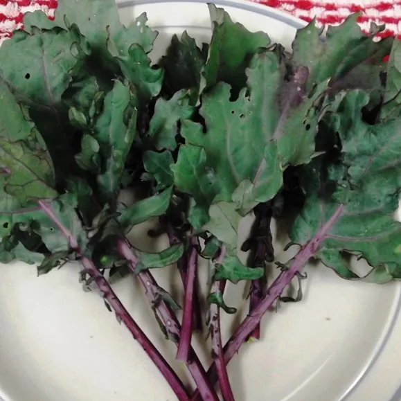 Kale, Red Russian 50 lbs