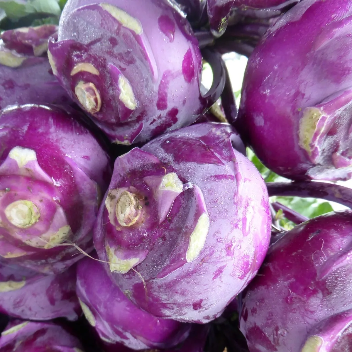 Kohlrabi, Purple Vienna 1/2oz - Image 2