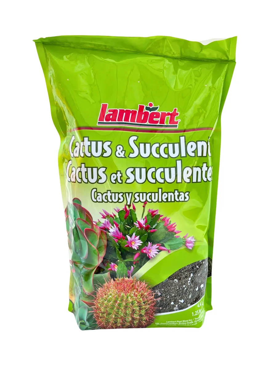 Lambert 4qt Cacti & Succulent (Case of 12) - Image 2