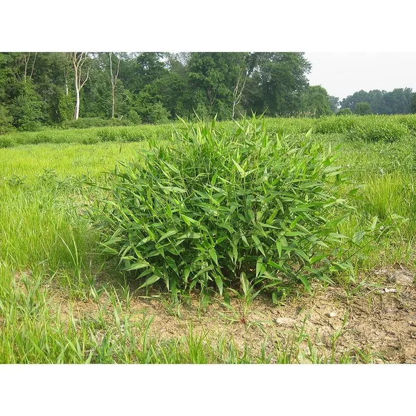 Lathco Flatpea Lbs