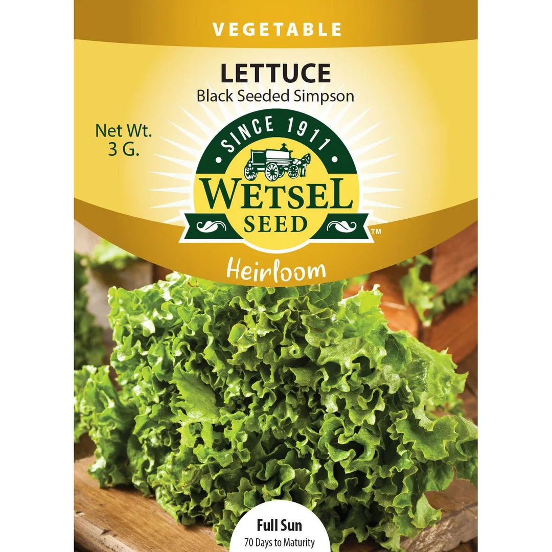 Lettuce, Heirloom Black Seeded Simpson 3 Grams - Image 2