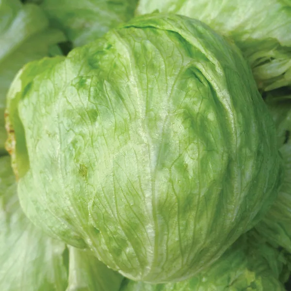 Lettuce, Iceberg 5000 Seed Count