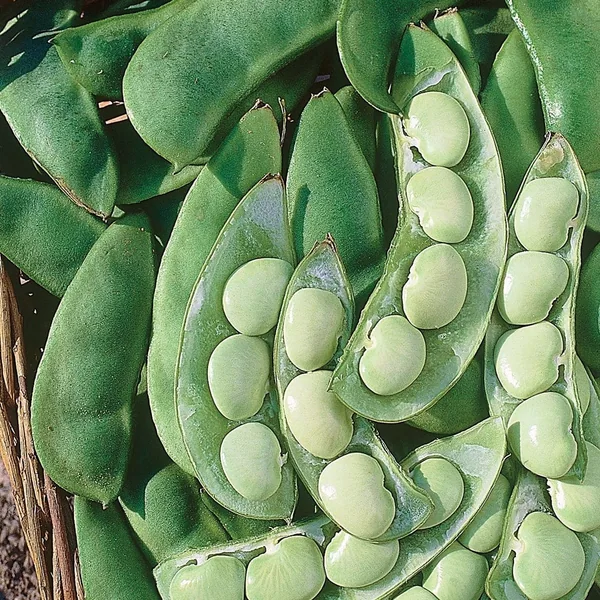 Limas, Cangreen/ Thorgreen