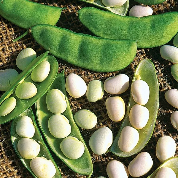 Limas, White Dixie Butterpea