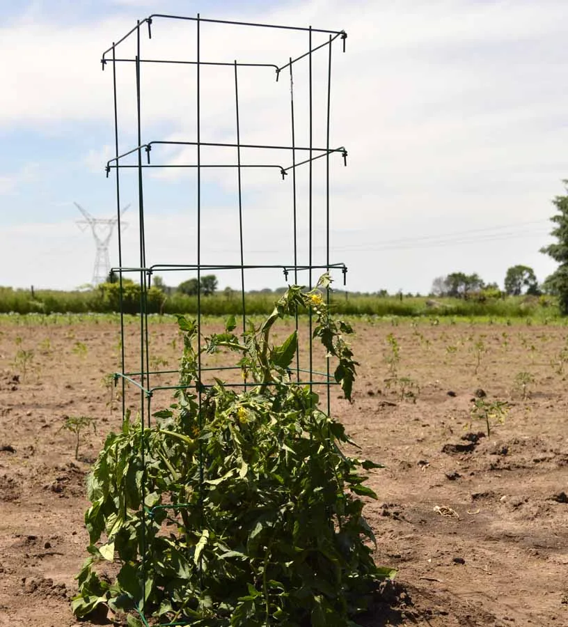 Midwest Wire Works 200pc 42" Heavy Duty Tomato Cage Color Pallet