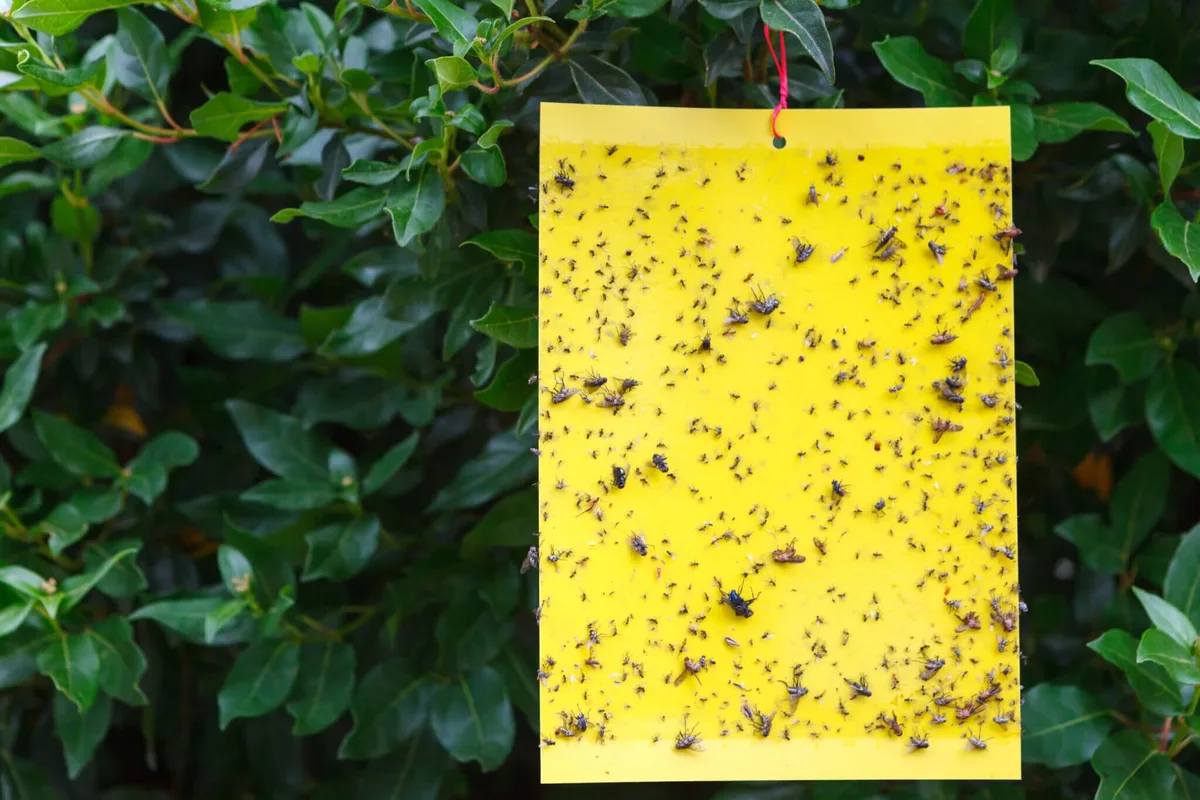 Monterey Yellow Sticky Traps - Image 2