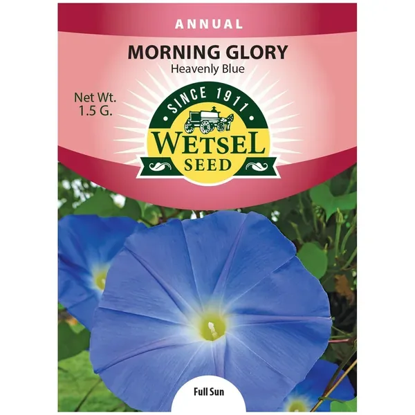 Morning Glory, Heavenly Blue 1.5 Grams - Image 2