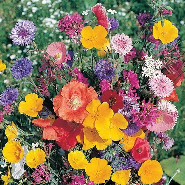Mountain Wildflower Mix 1lb - Image 2