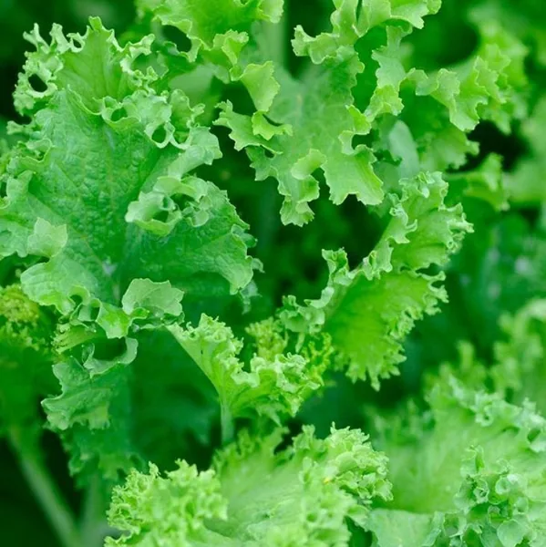 Illinois Foundation Seeds Mustard, Southern Curled