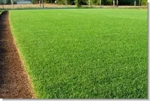 MVP Perennial Ryegrass Mix 50 lbs