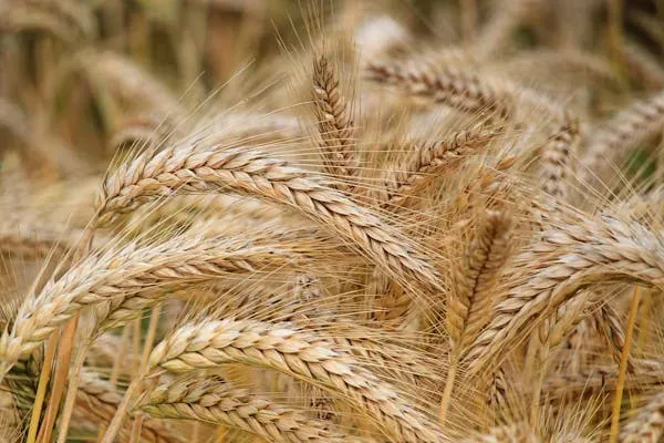 Oats, Burton 1.5 BU - Image 2