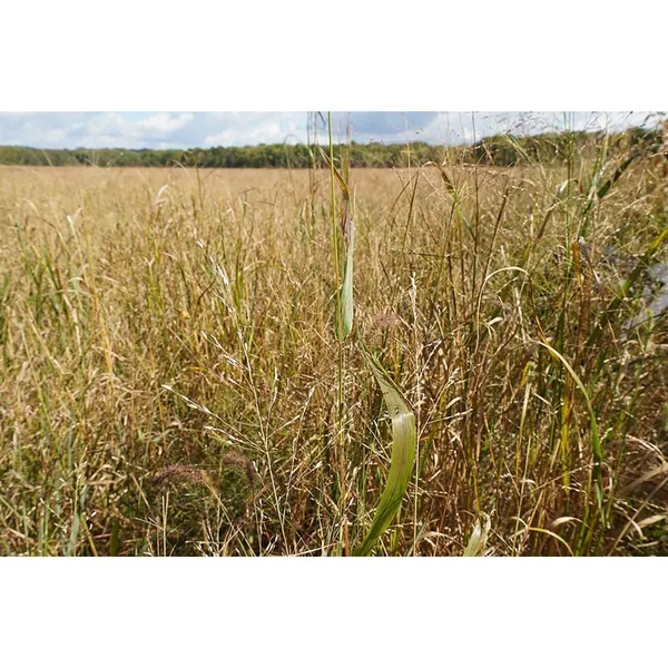 Oats, Spring For Mixing 64lb