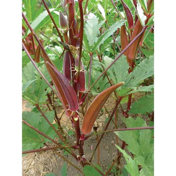 Okra, Burgundy 1/2oz
