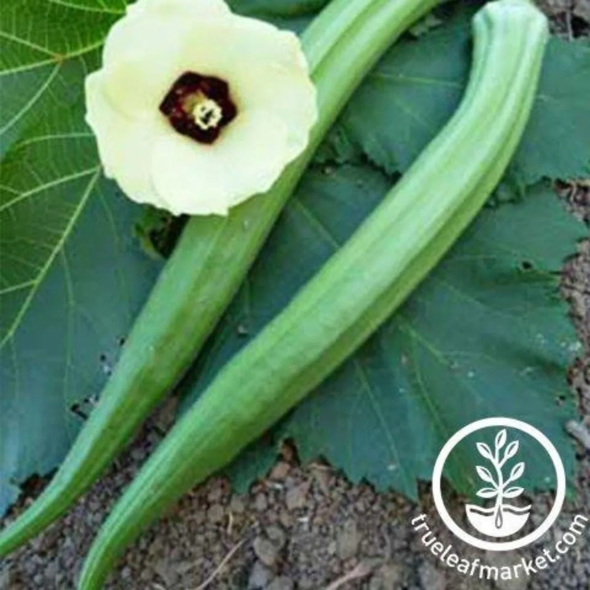 Okra, Perkins Long Pod 1/2oz - Image 2