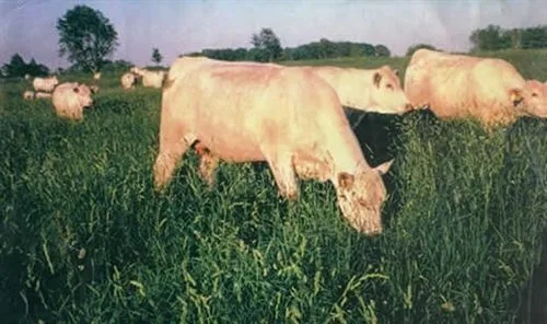 Orchard Grass, Potomac 50 lbs - Image 2