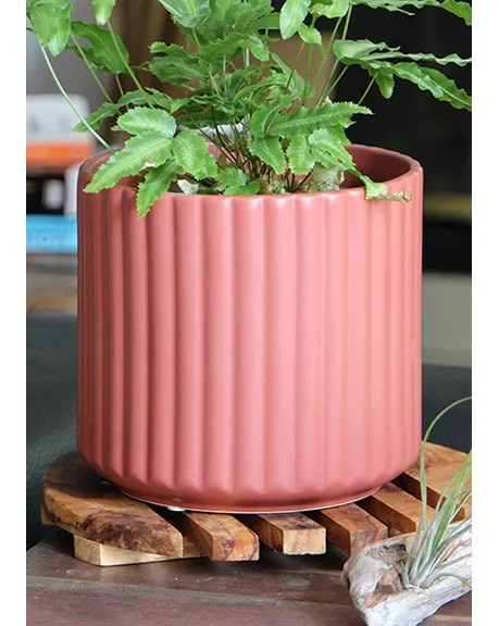Palm Spring 5.5" Brush Comb Hbs Planter