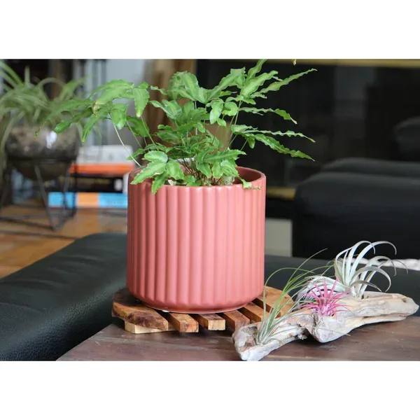 Palm Spring 6.5" Brush Comb Sgy Planter - Image 2