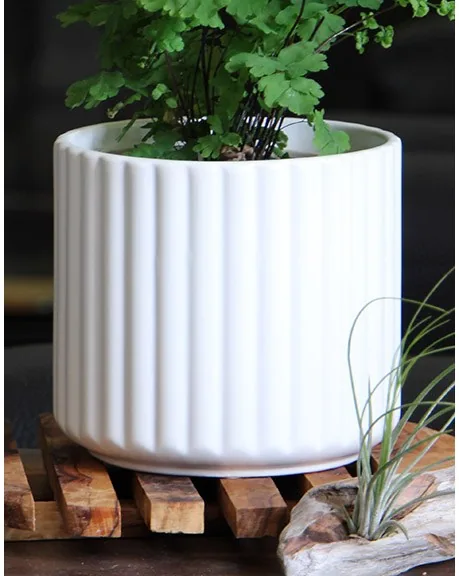 Palm Spring 8" Brush Comb Planter Mwh